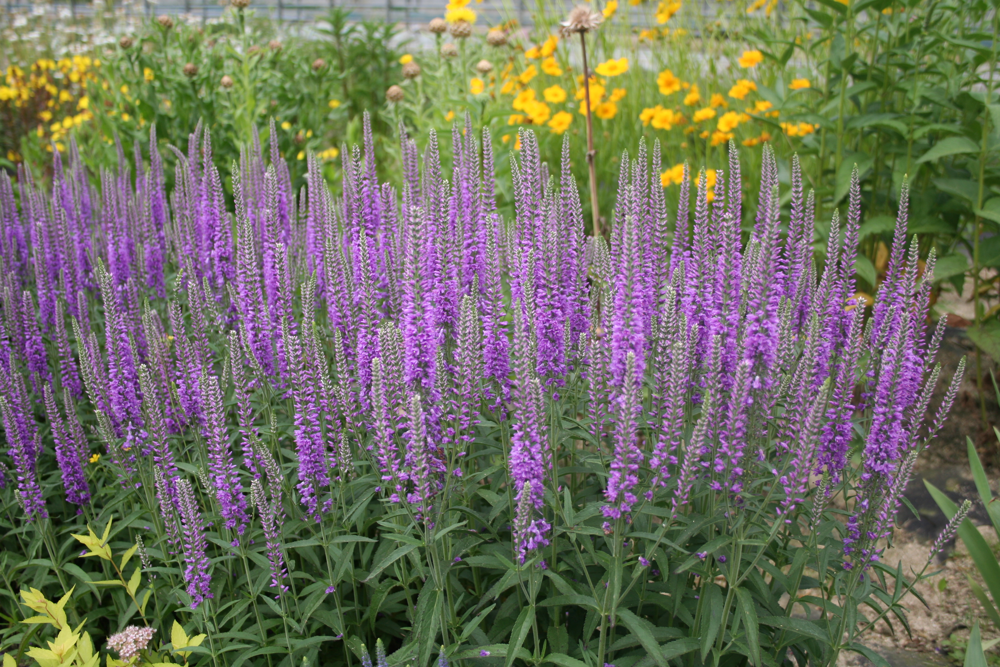 Veronica spicata 'Everline'
